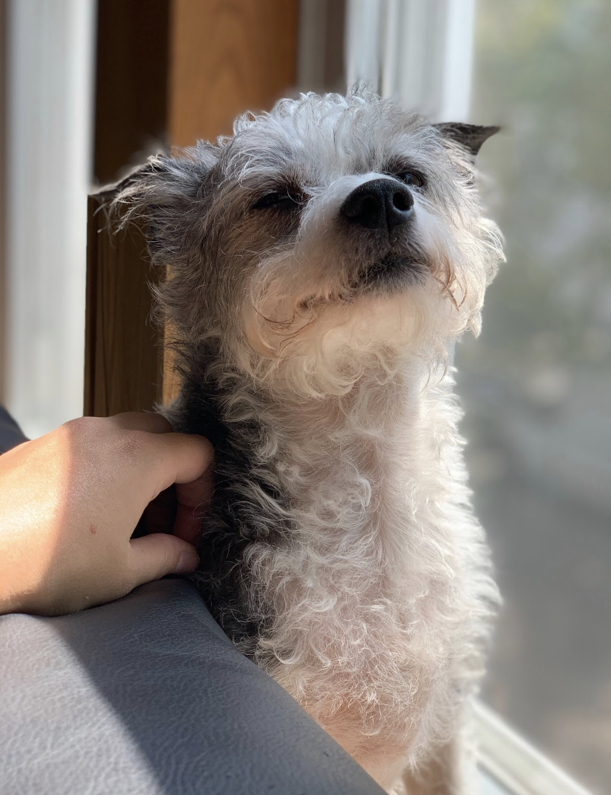 Perry, a small and scruffy dog, poses proudly by a sunny window. (Twenty Questions with Wyatt Kent, Compass Creative Dramatics Artistic Director)